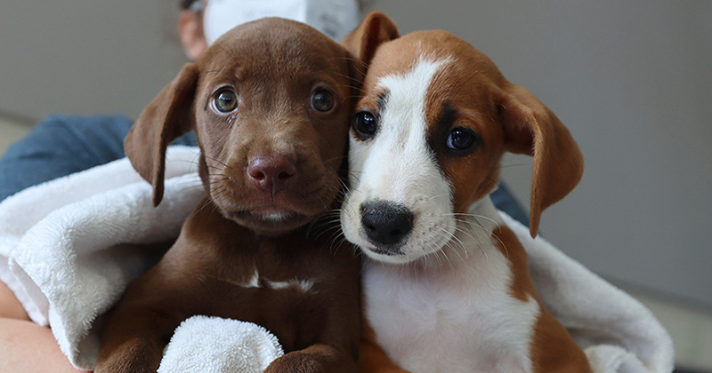 wobbly-puppies-atlanta-humane-society