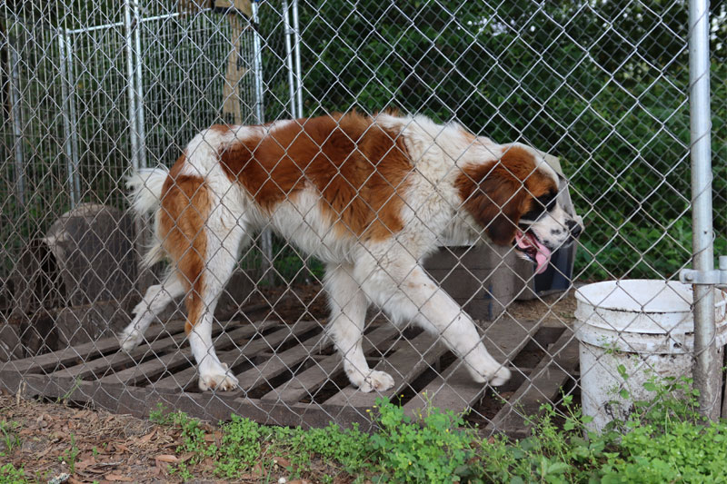 Dog walks in outdoor kennel