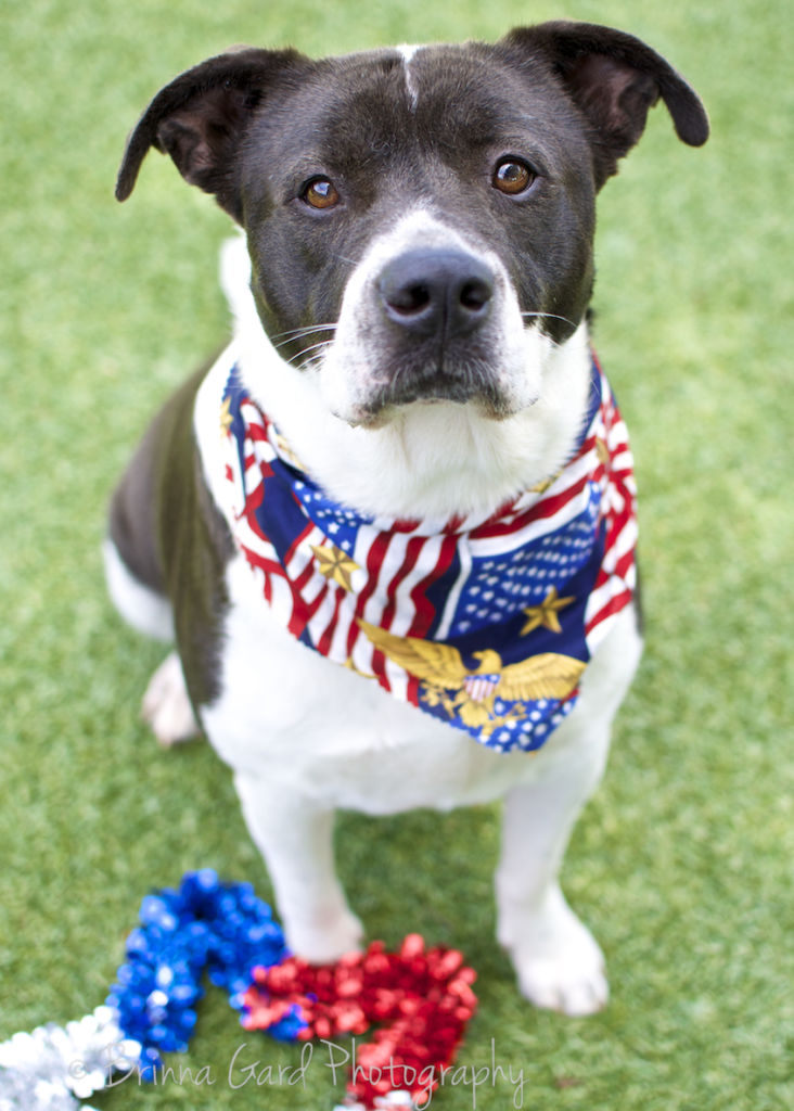Keeping Your Pets Safe for the 4th of July