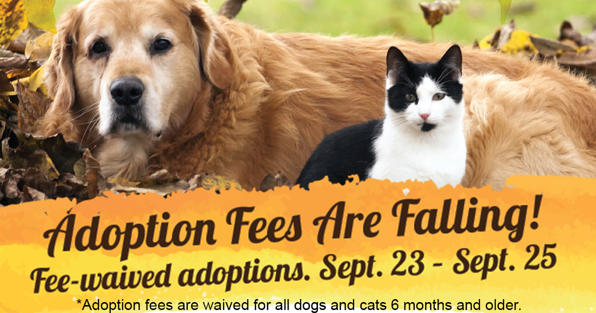 ADOPTION FEES ARE FALLING