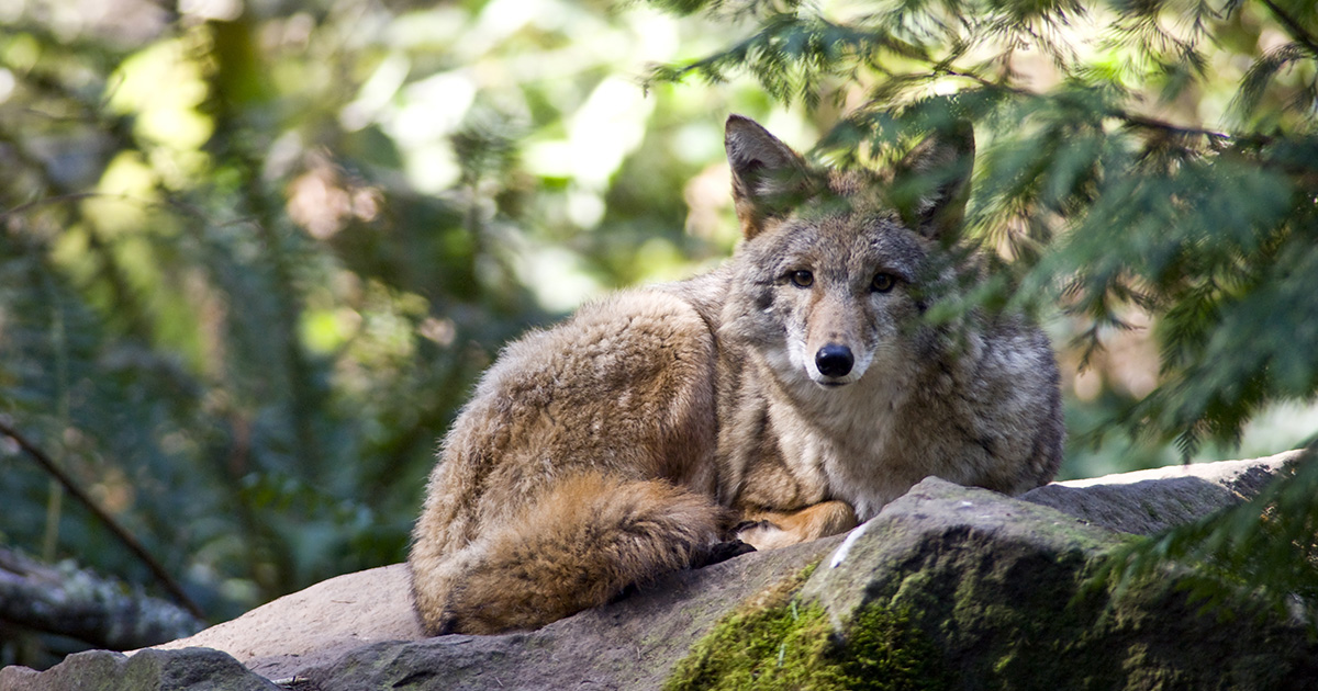 Living in Harmony with Coyotes