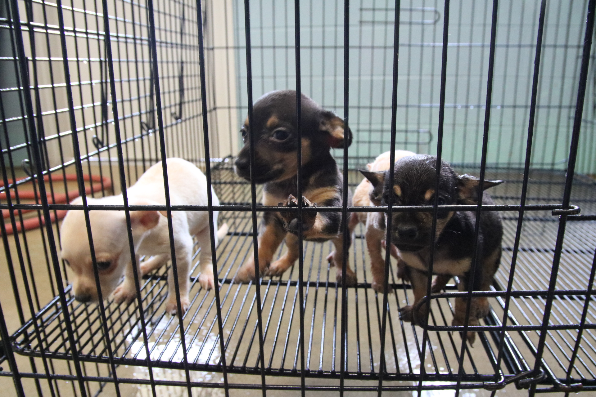 chihuahua animal shelter