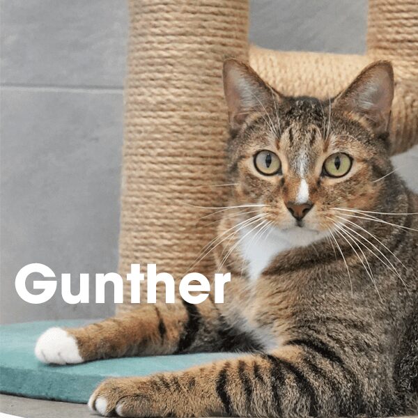 final gunther