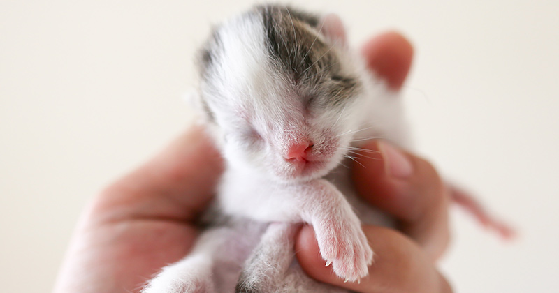 Tiny newborn puppy