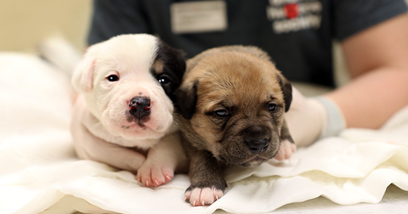Two puppies getting a check up