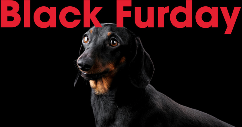 Black Furday. Name your own adoption price.