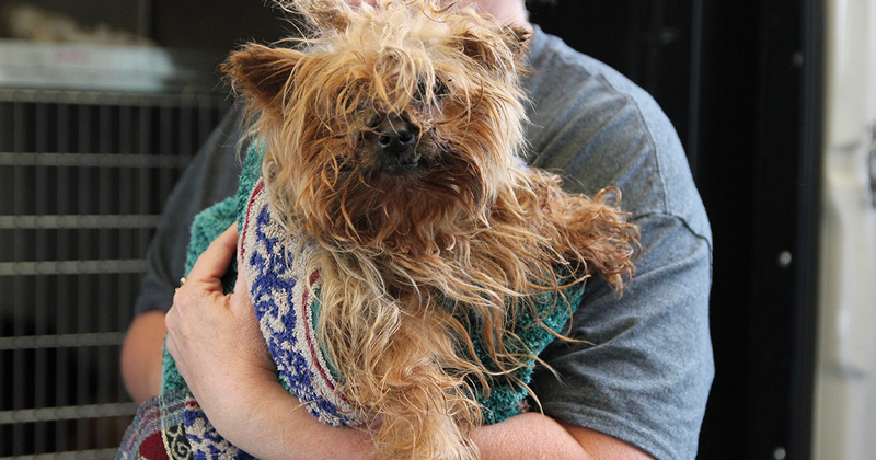 Atlanta Humane Society - Dog & Cat Pet Adoption and Rescue