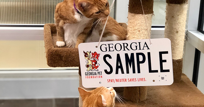 Georgia Pet Foundation spay/neuter licence plate sticker