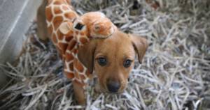 Zoopaws Puppy Giraffe Costume 1200x630 1 300x158 1