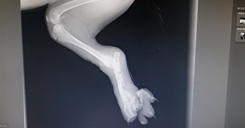 An X-ray of Teddy's leg
