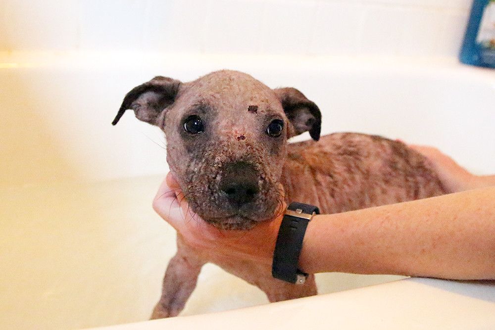 Lucille gets a bath