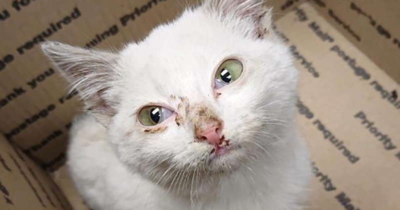 Neon, white DSH cat