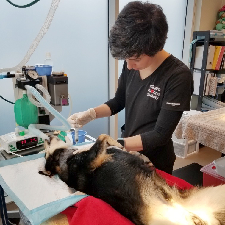 Dog having surgery