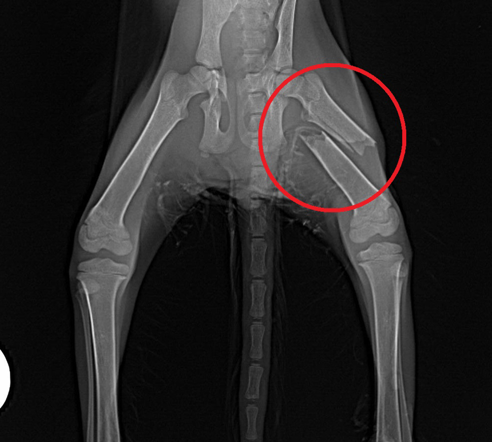 X-ray with broken leg