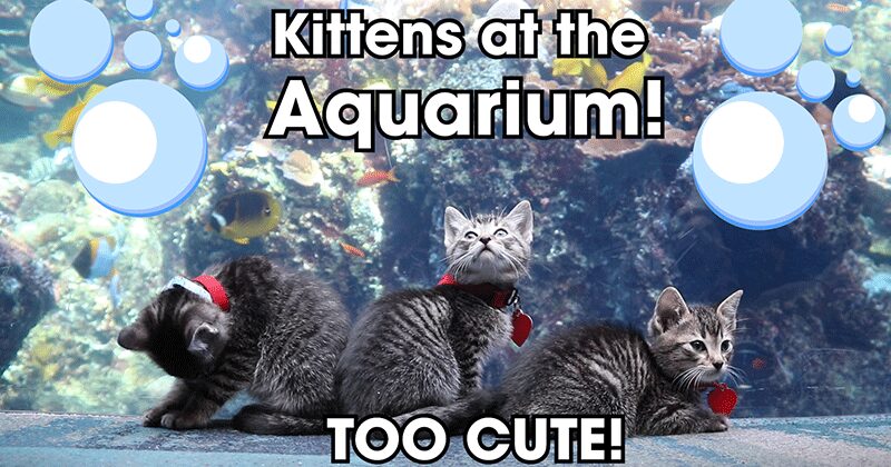 Kittens at the aquarium