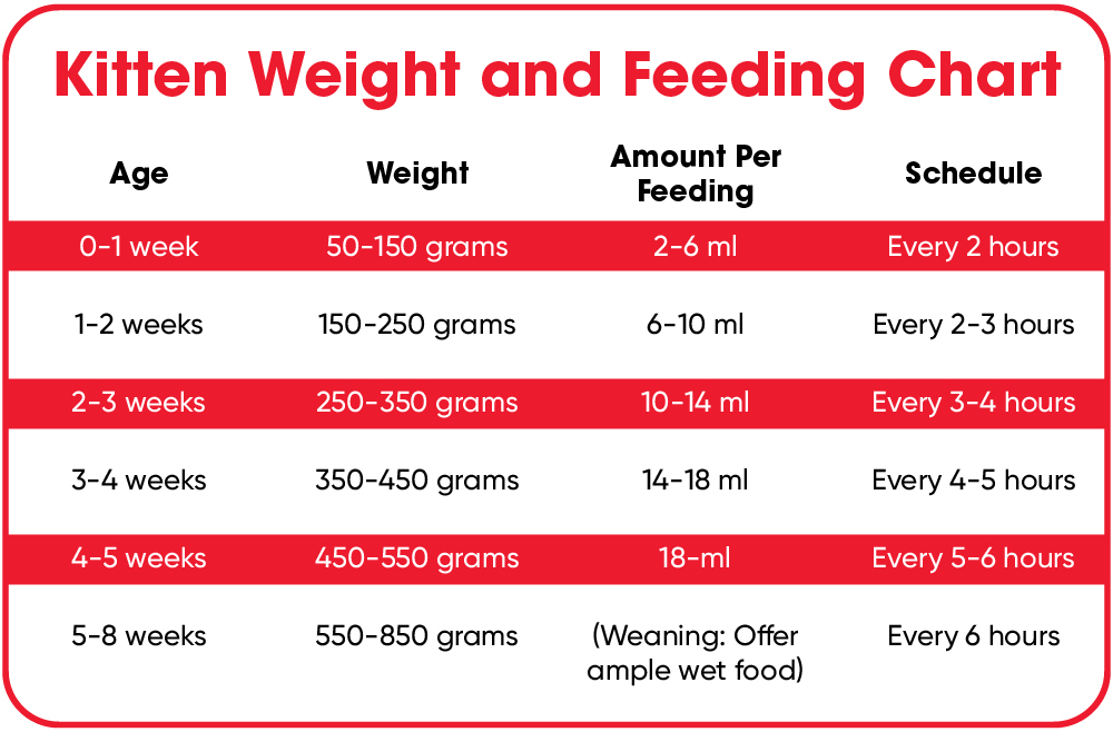 How Many Times Do Kitten Eat Per Day