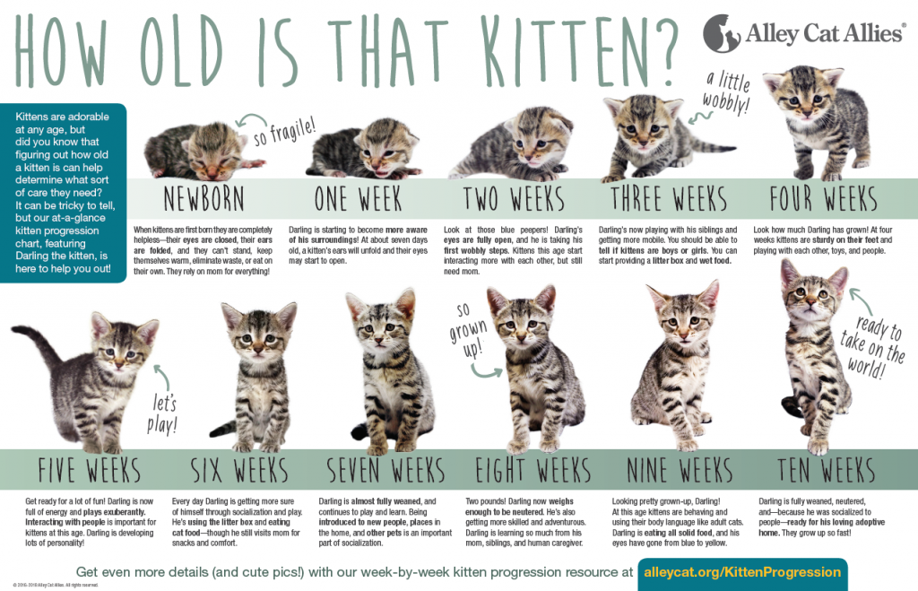 Kitten Teeth Aging Chart