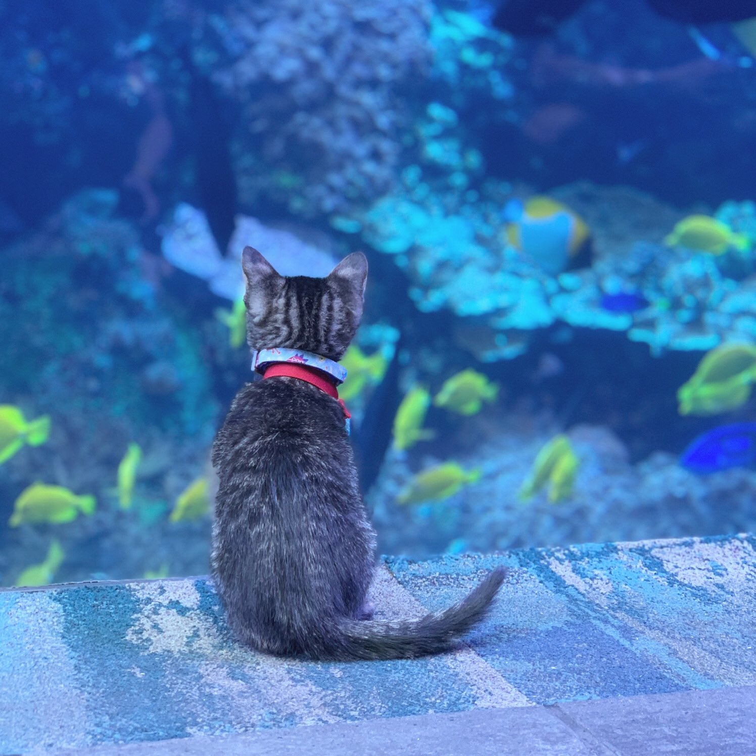 Kittens at the Aquarium