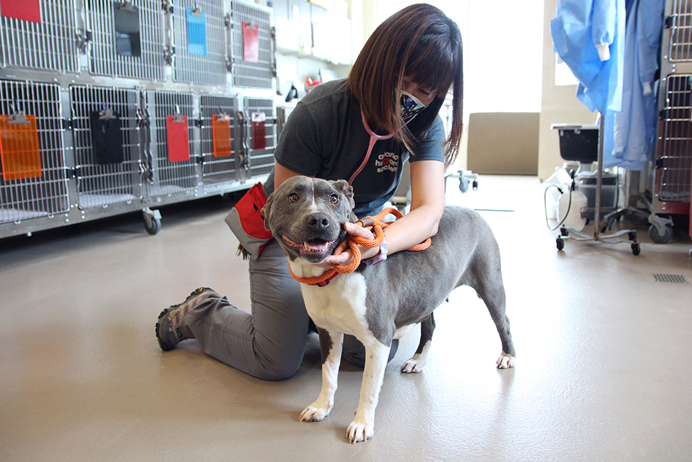 Dog receiving medical exam