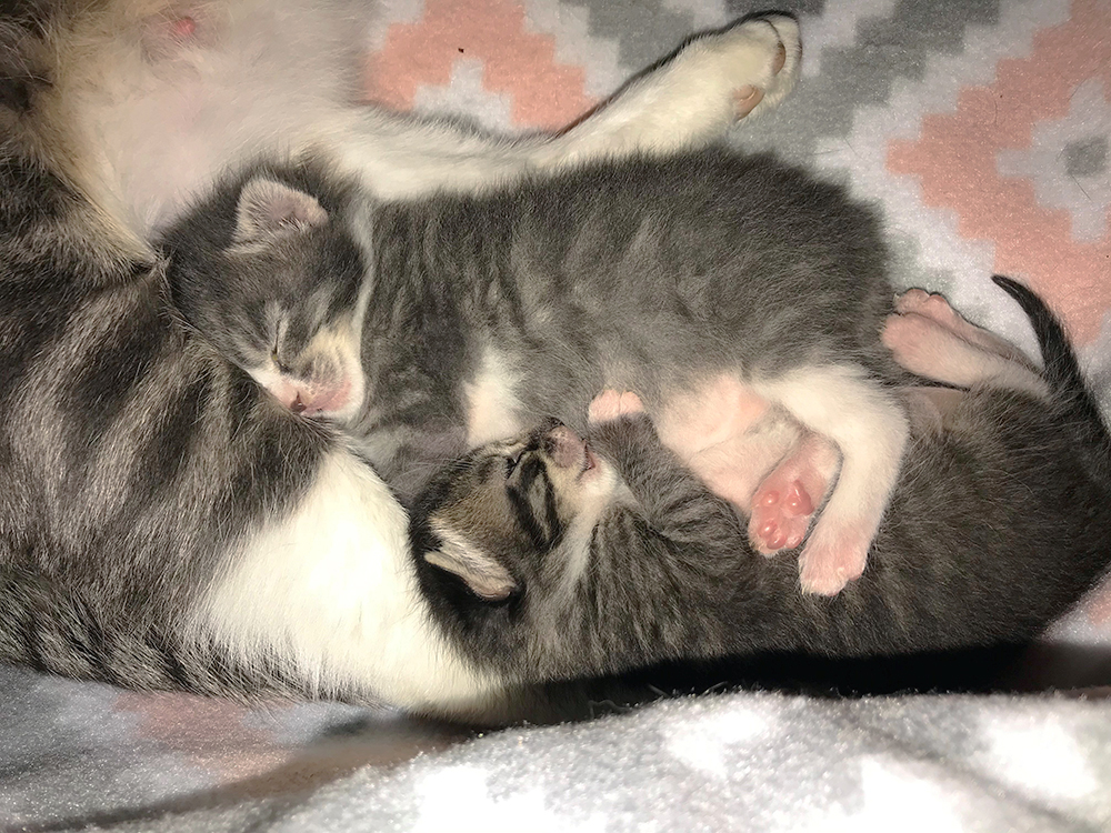Two small neonatal kittens