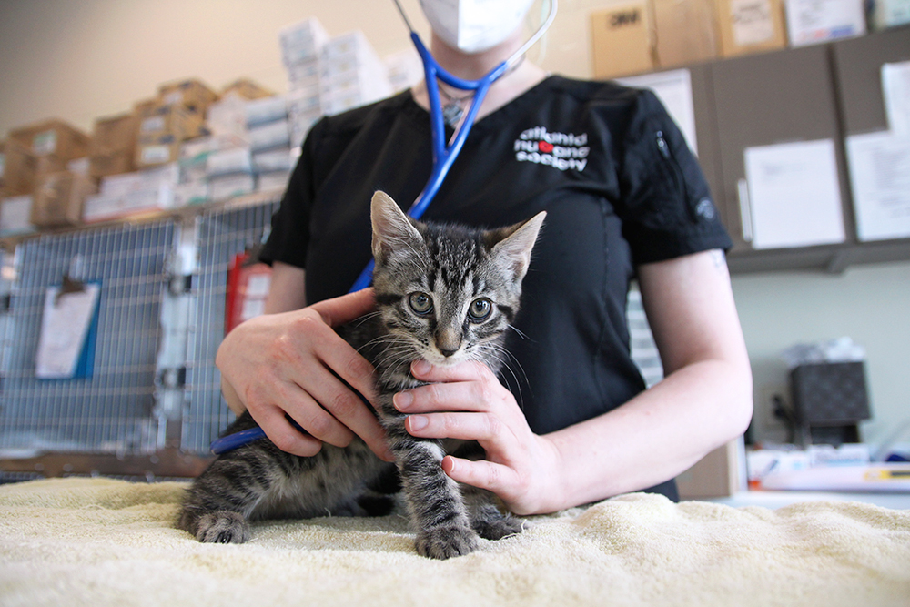 Kitten being checked by a Vet