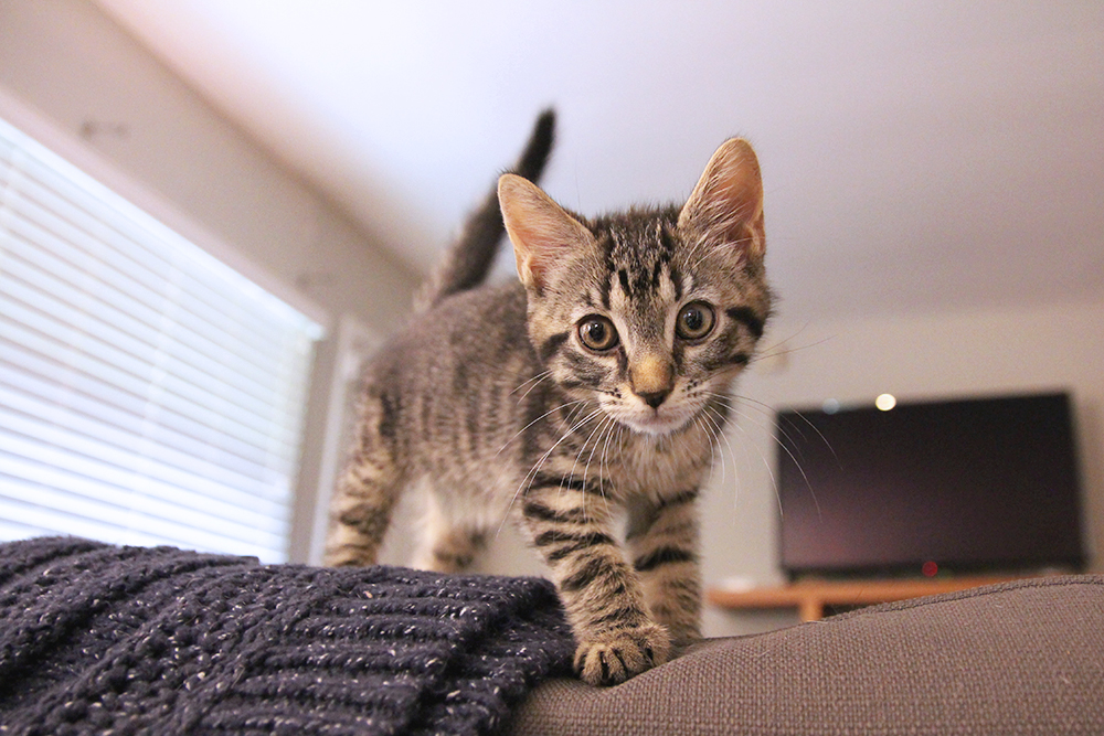 Kitten in foster home