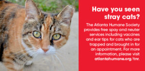 Adopt a Cat  Atlanta Humane Society