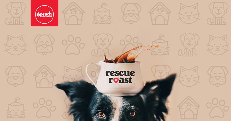 Dog with a cup of Rescue Roast on top of his head