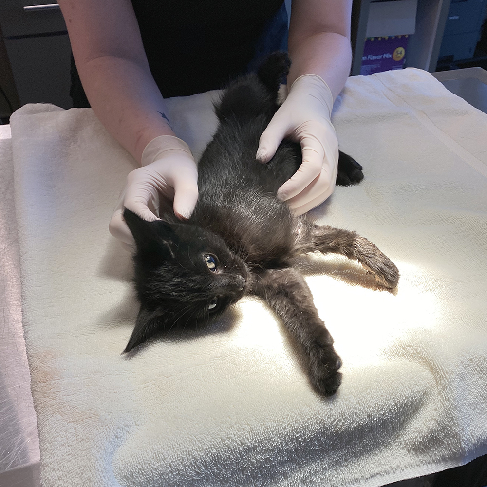 Kitten having surgery