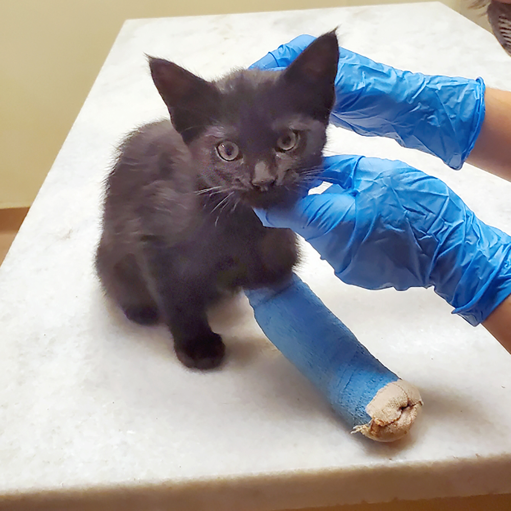 Kitten with cast on leg