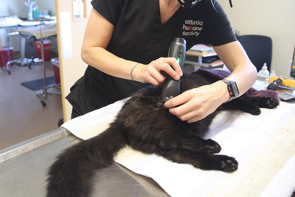 Black Cat being shaved by doctor