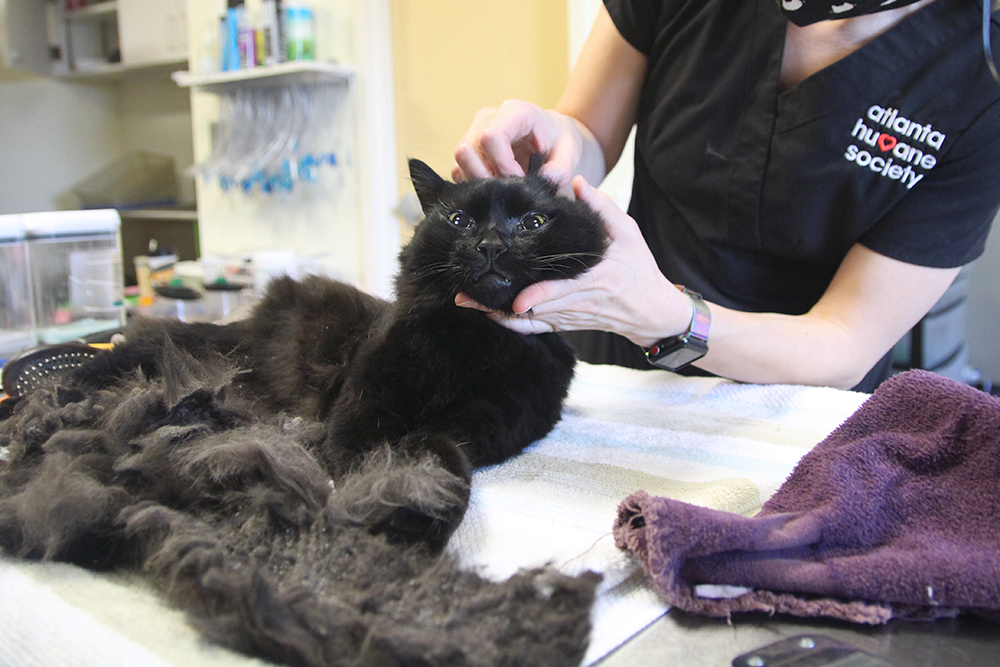 Black cat being held by doctor
