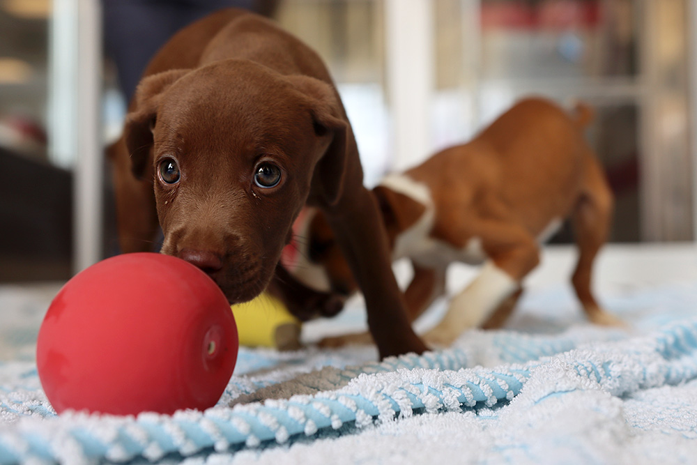 Brown puppy playing with red ball