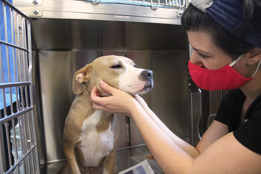 Tan dog being examined in kennel