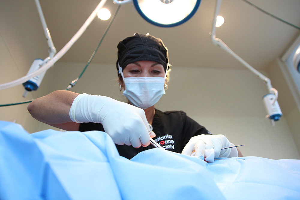 Veterinarian performing surgery