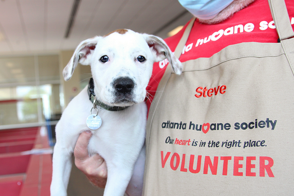 White puppy being held by volunteer