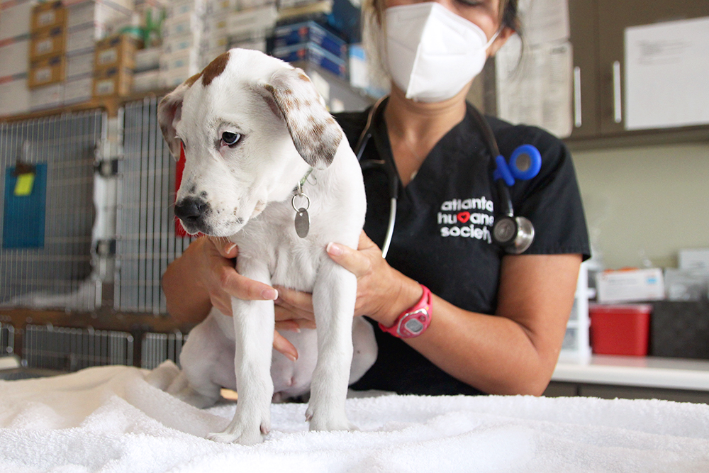 White puppy being examined by veterinarian