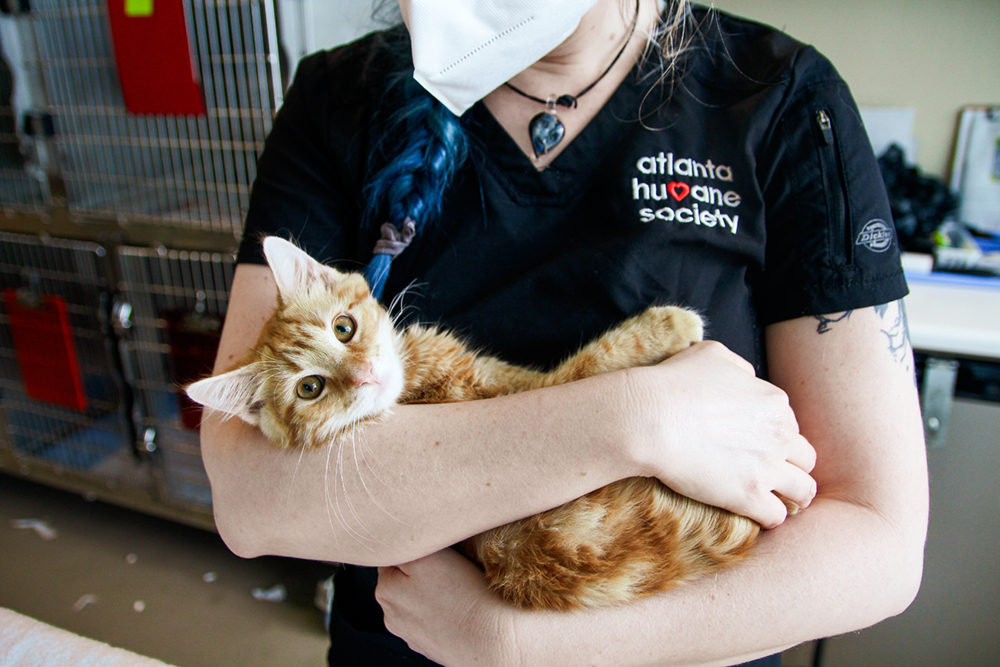 kitten in Veterinary arms