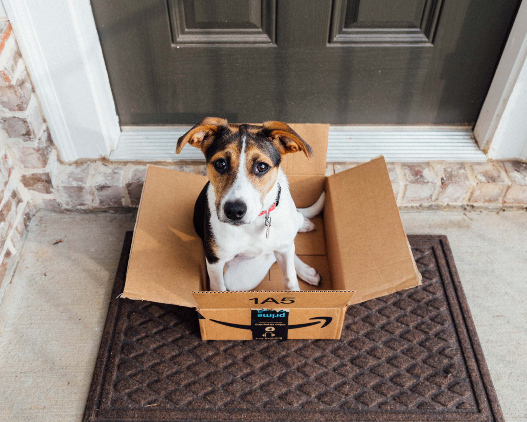 amazon box dog