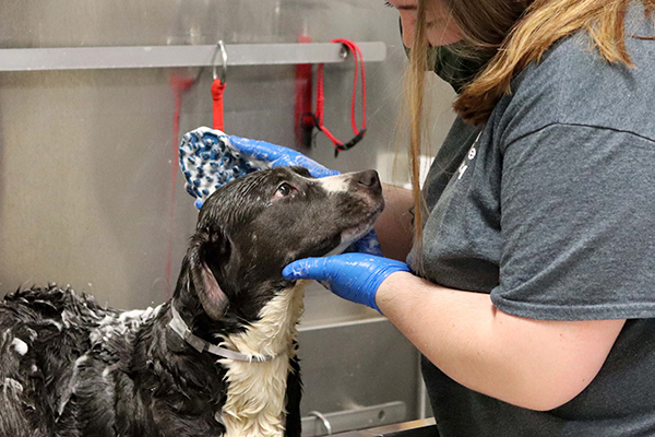 Black dog getting bath