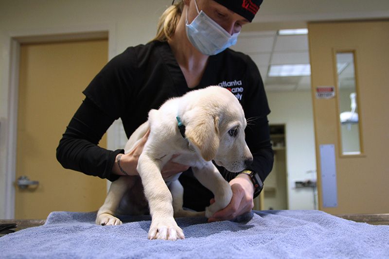 White puppy being examined by veterinarian