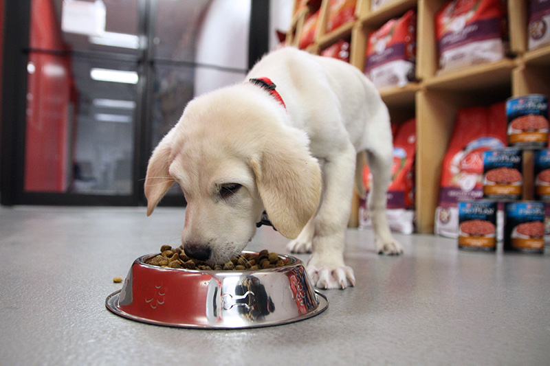 White puppy eating dog food