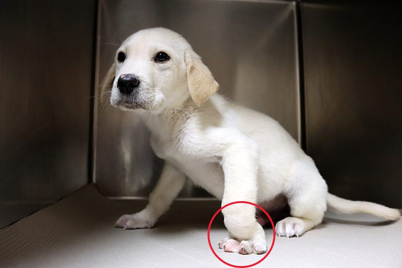 White puppy with hurt paw
