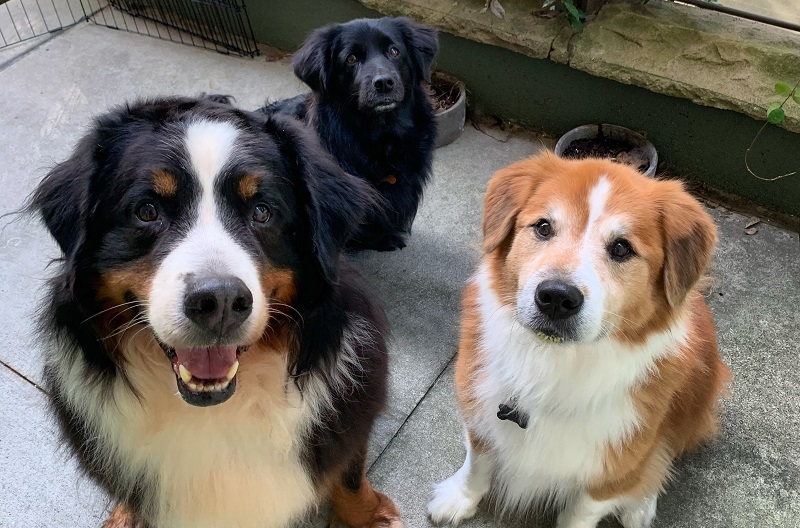 Three Dogs Sitting on porch