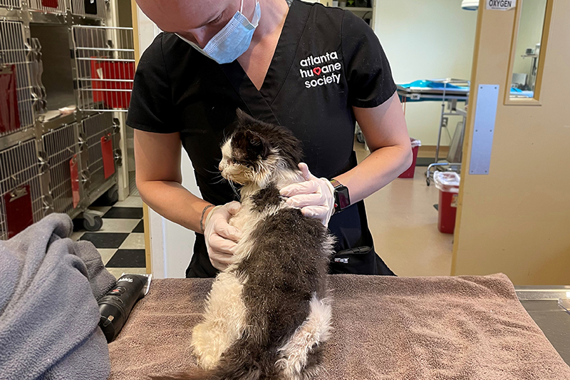 Black and white senior cat examined by veterinarian