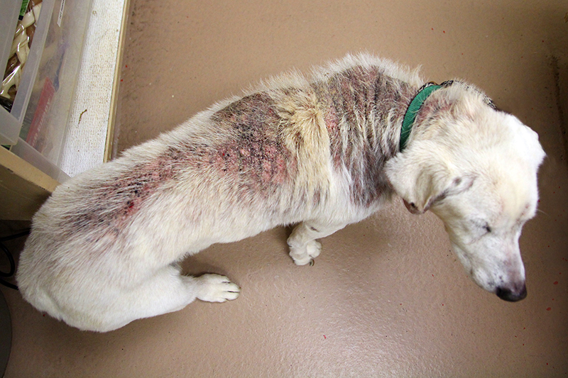 Labrador Retriever with skin condition from above