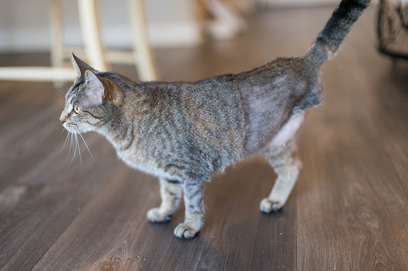 Tabby cat with three legs