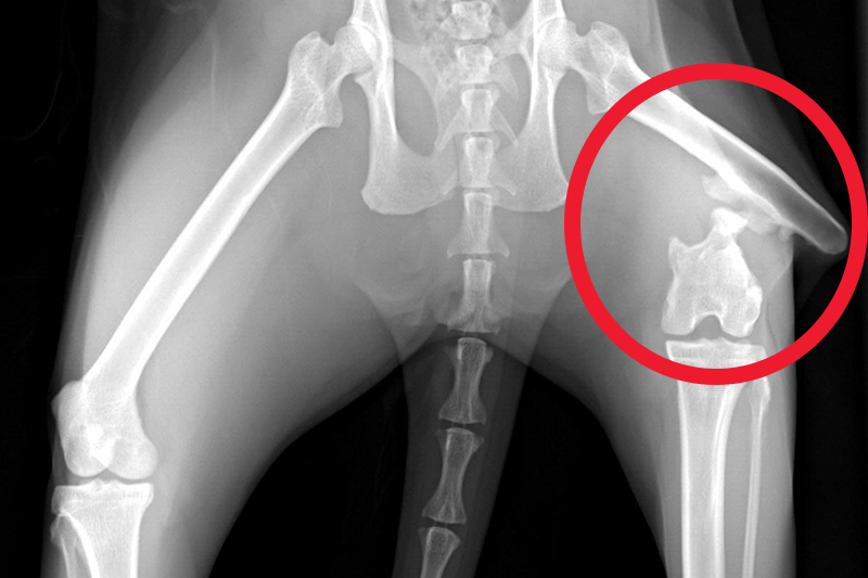 X-ray of broken leg with red circle