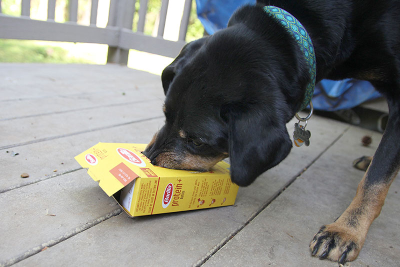 dog with pasta boy toy
