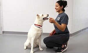 woman training a dog